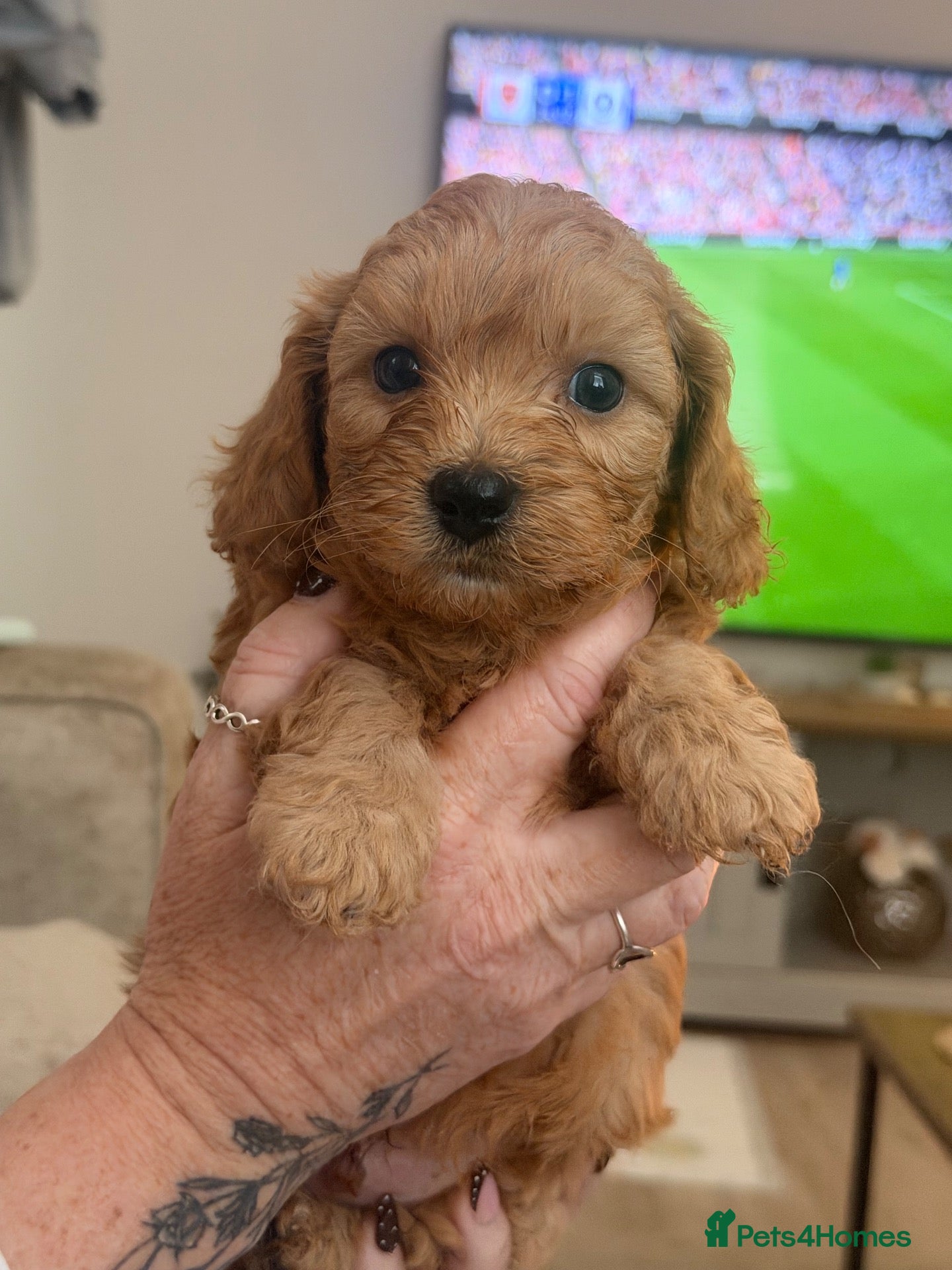 Cavapoochon dogs 🌟🌟1 Beautiful Boy remaining 🌟🌟 - Advert 1