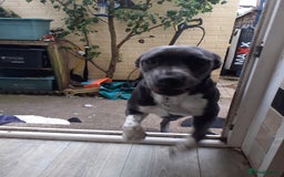 Mixed Breed dogs for sale: Pepper  - Image 7