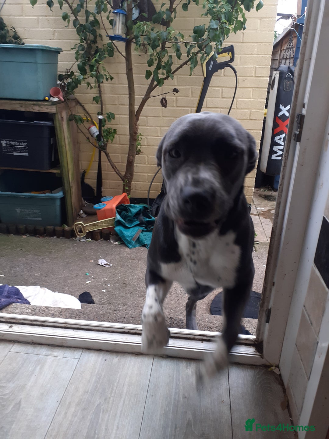 Mixed Breed dogs for sale: Pepper  - Image 7