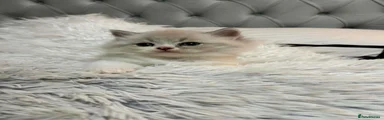 Persian 4