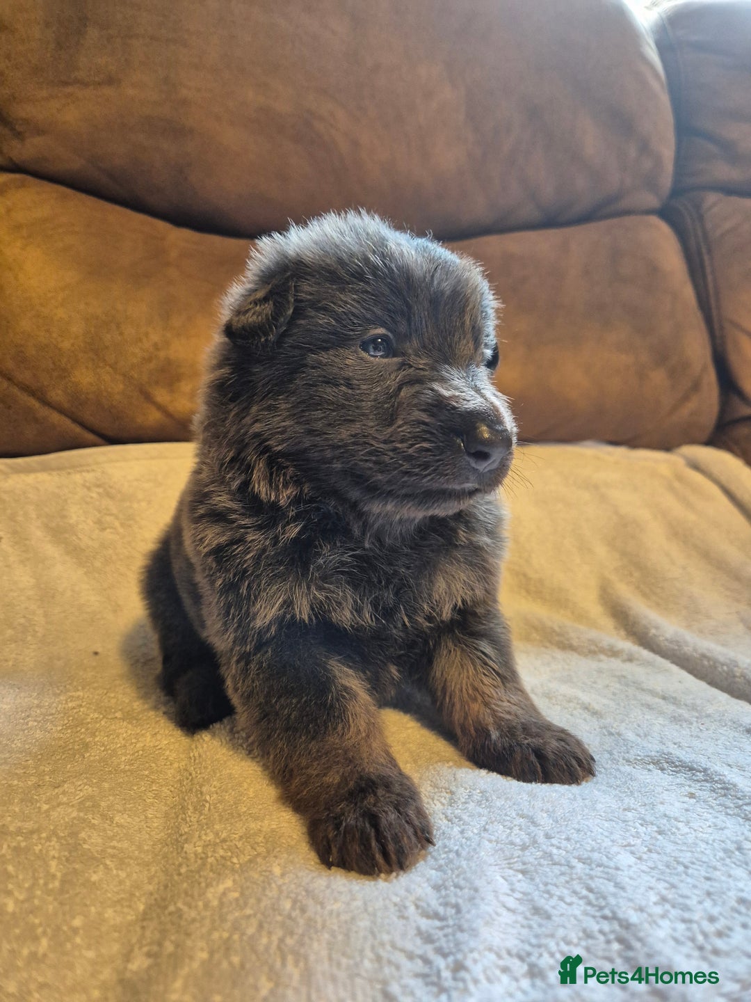 German Shepherd dogs for sale: KC German Shepherd Puppies Blue, White & Black/Tan - Image 7