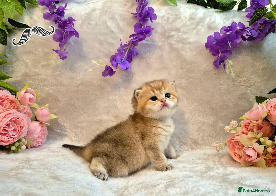 British Shorthair cats for sale: British Shorthair Golden Chinchilla Kittens - Advert 17