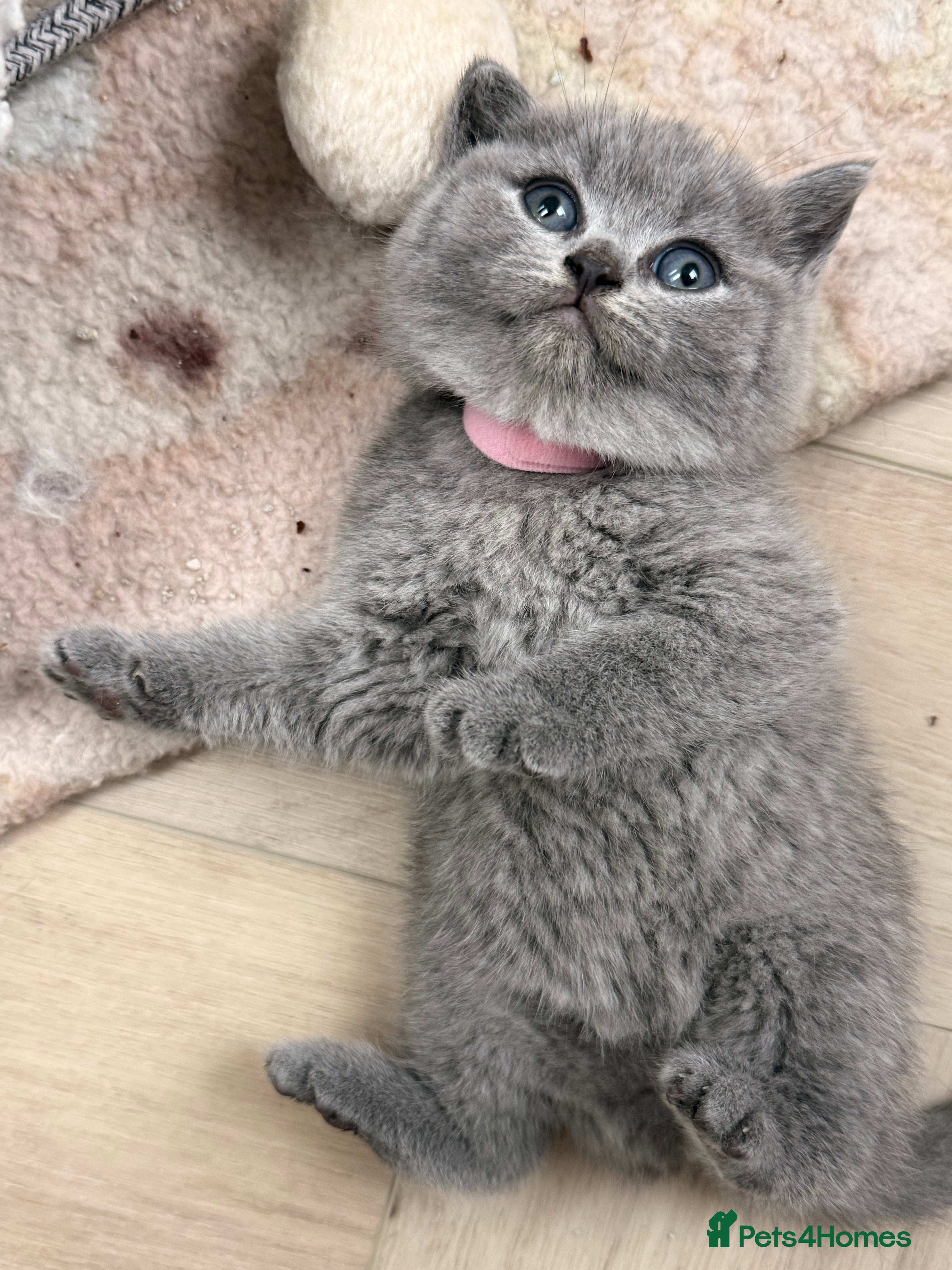 British Shorthair cats 💕🏅🏅CHAMP BLOOD BRITISH SHORT HAIR KITTENS🏅🏅💕 - Advert 2