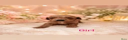Cockapoo dogs for sale: Stunning litter of cockapoos 🐶🐾 - Advert 3