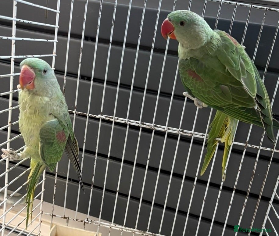 Parrots birds SEMI TAME AND TALKING BABY ALEXANDRINE PARROTS - Advert 3