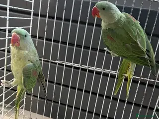 Parrots birds SEMI TAME AND TALKING BABY ALEXANDRINE PARROTS - Advert 3