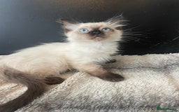 Ragdoll cats for sale: Seal boy needing  a special loving. Home  - Image 3