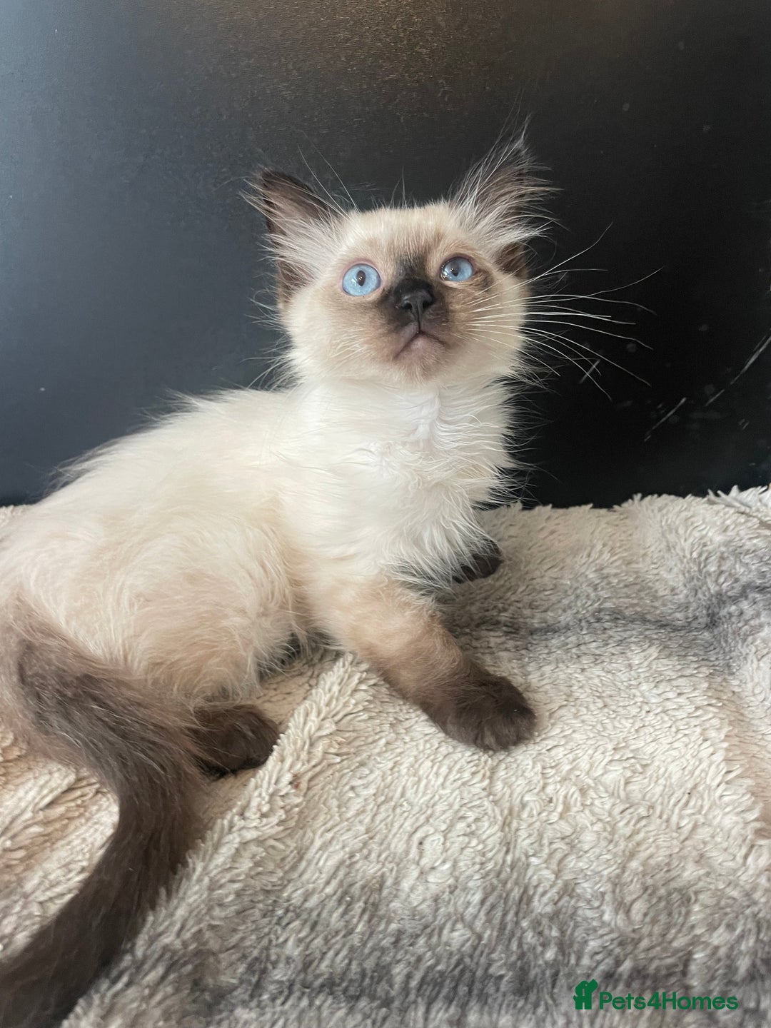 Ragdoll cats for sale: Seal boy needing  a special loving. Home  - Image 3