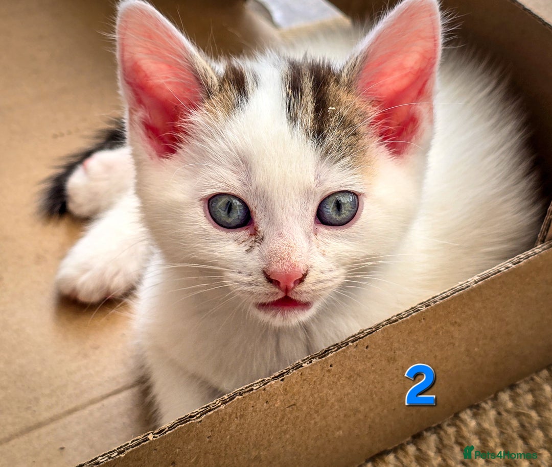 Mixed Breed cats for sale: 7 adorable kittens looking for loving homes - Image 8