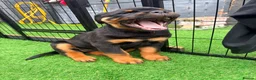 Rottweiler dogs for sale: 2 amazing KC registered rottweiler puppies left - Advert 5