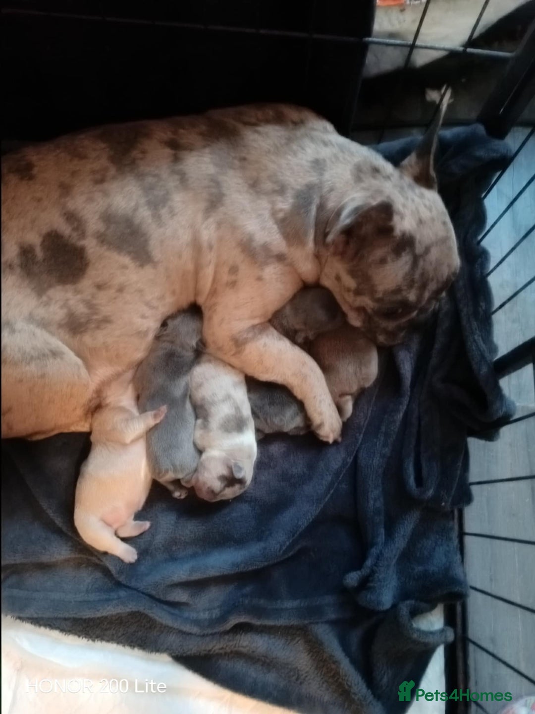French Bulldog dogs for sale: 9 week old frenchie puppies  - Image 6