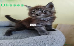 Maine Coon cats for sale: Absolutelly gorgeous kittens  - Image 24