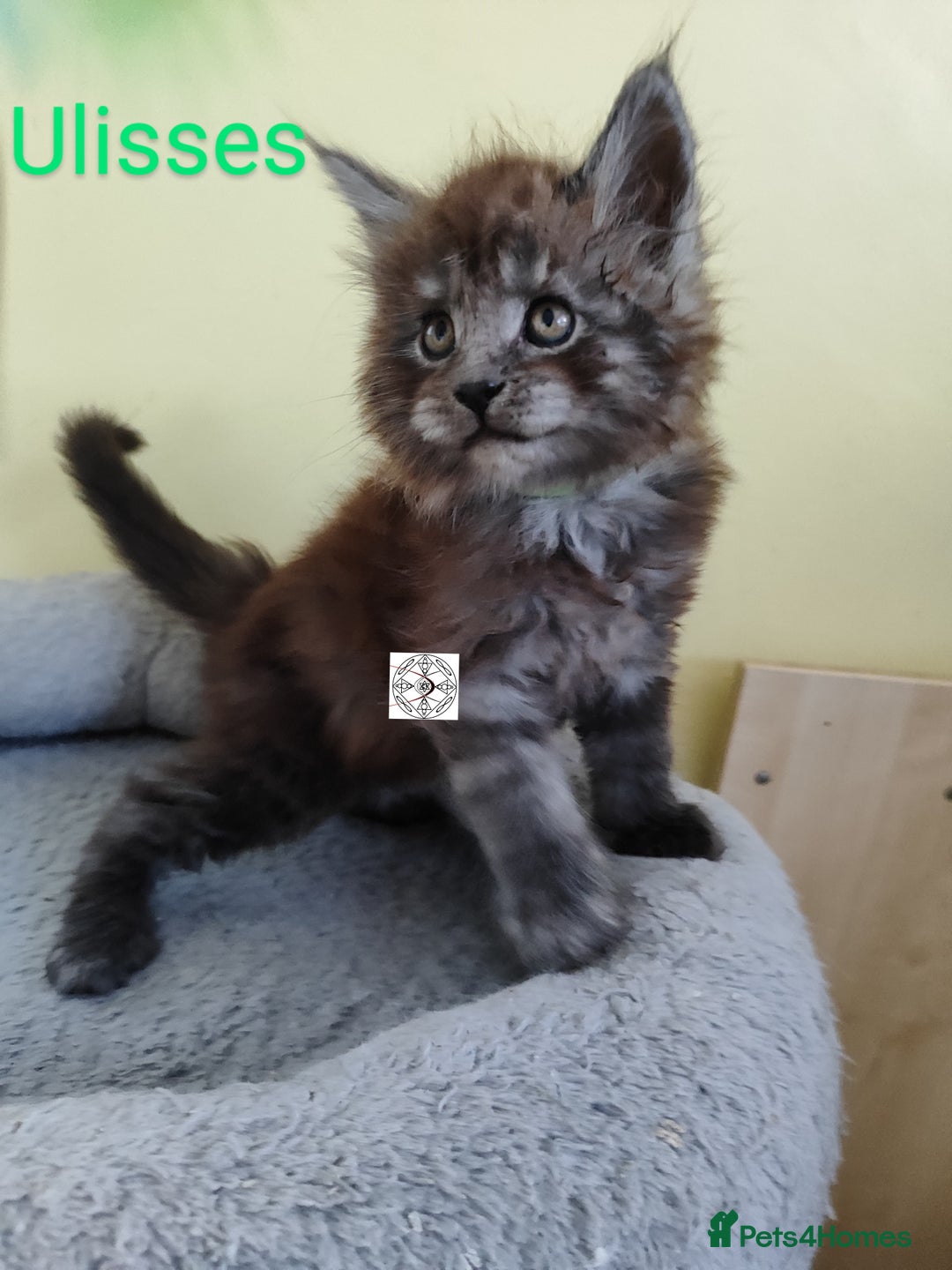 Maine Coon cats for sale: Absolutelly gorgeous kittens  - Image 24