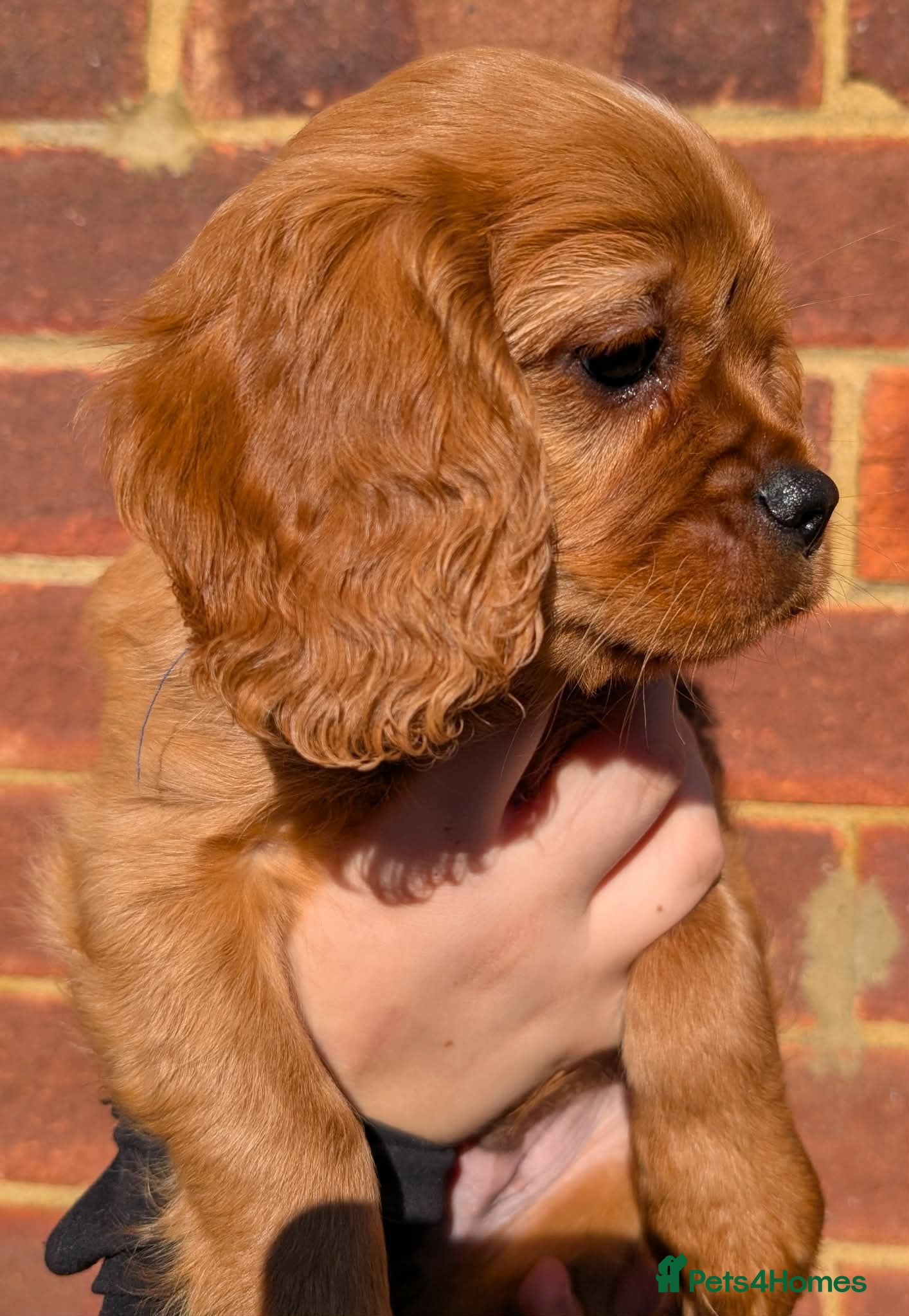 Cavalier King Charles Spaniel dogs *Two Boys Left!* Cavalier King Charles Puppies!  - Advert 2