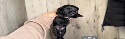 Mixed Breed dogs for sale: Border terrier x patterdale - Advert 14