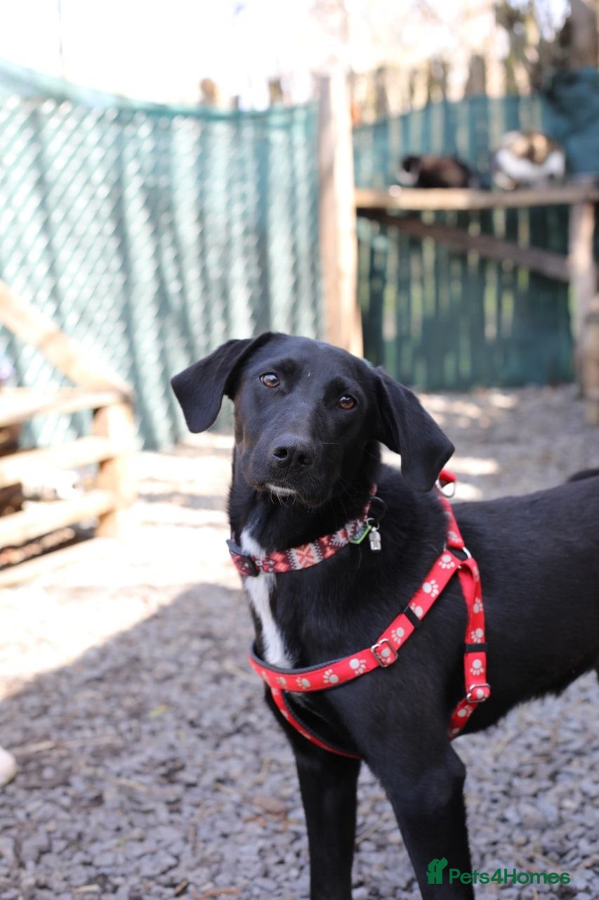 Mixed Breed dogs ❤️🐶 KELLY – QUIETLY BY YOUR SIDE 🐶❤️ - Advert 11