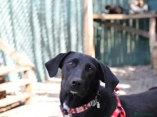 Mixed Breed dogs ❤️🐶 KELLY – QUIETLY BY YOUR SIDE 🐶❤️ - Advert 4