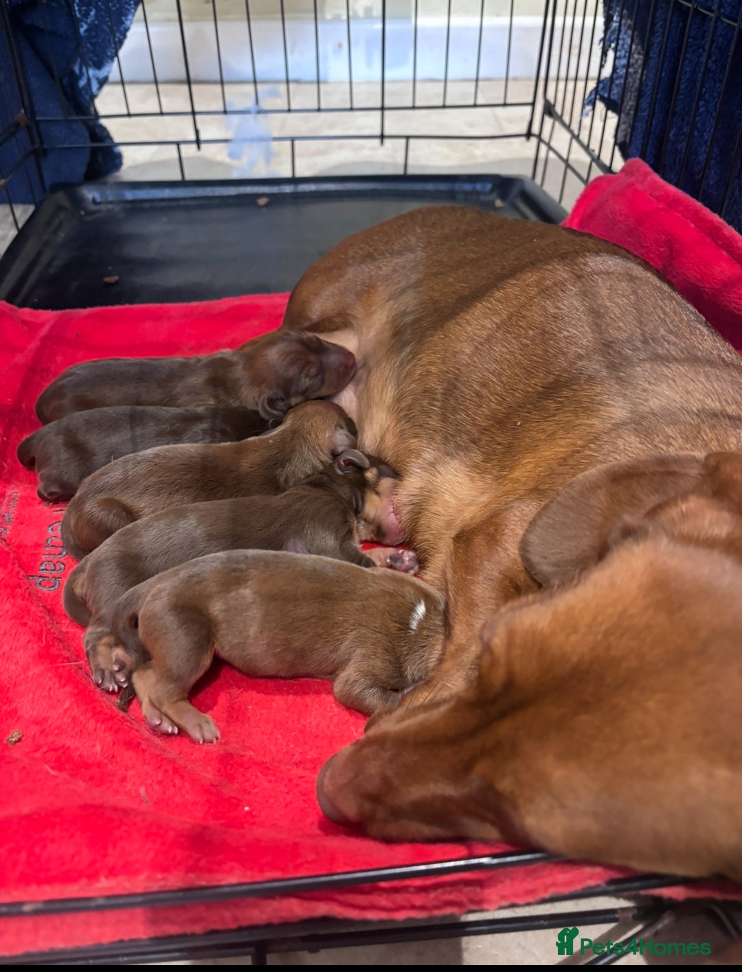 Dachshund dogs for sale: Two dachshund puppies  - Advert 11