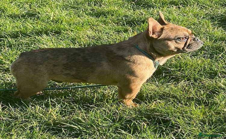French Bulldog dogs - Advert 3