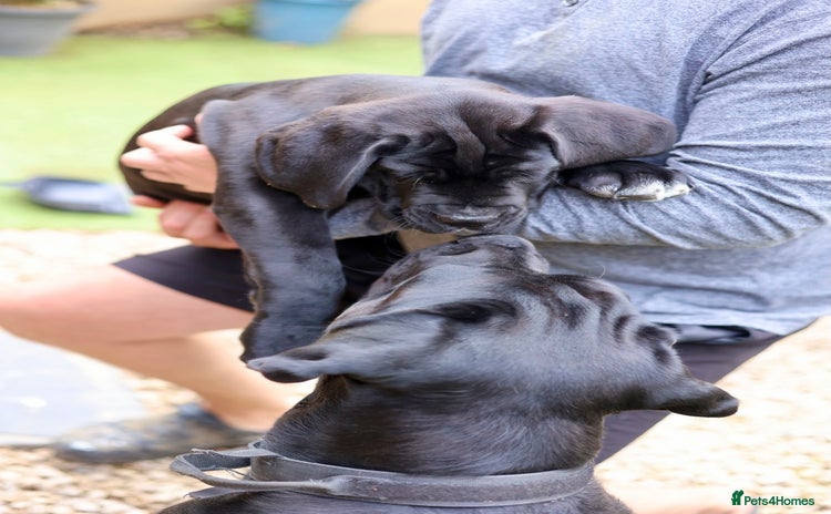 Cane Corso dogs - Advert 7
