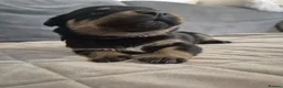 Rottweiler dogs for sale: 5* Rottweiler Puppies  in Wadebridge - Advert 8