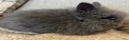 Lionhead rabbits for sale: Fluffy double mane lion head rabbits for sale  - Advert 28
