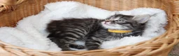 Mixed Breed cats for sale:  Lovely Kittens  Ready in 2 WEEKS - Advert 23