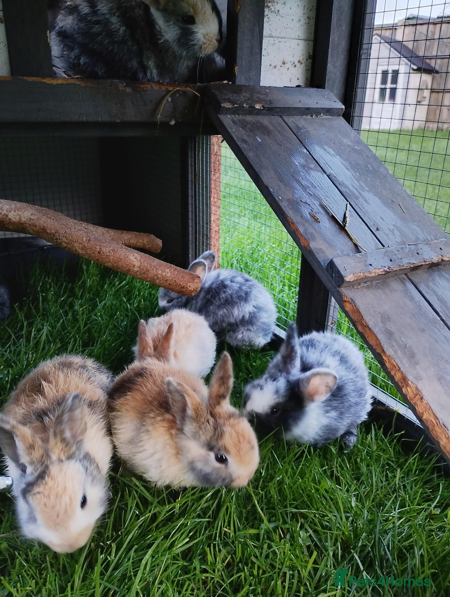 Mixed Breed rabbits 8 left to reserve -Healthy Baby Rabbits - Advert 15