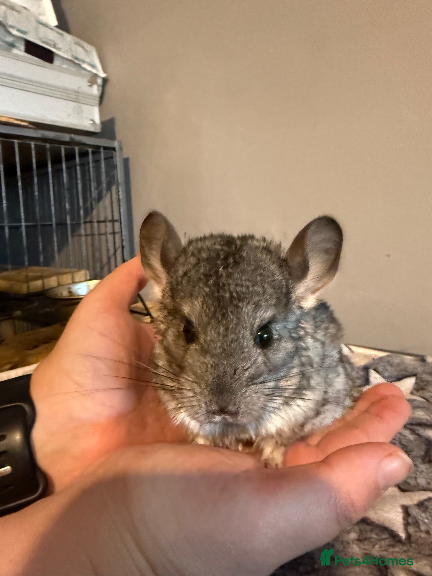 Chinchilla rodents Female Chinchilla looking for 5 star home - Advert 16