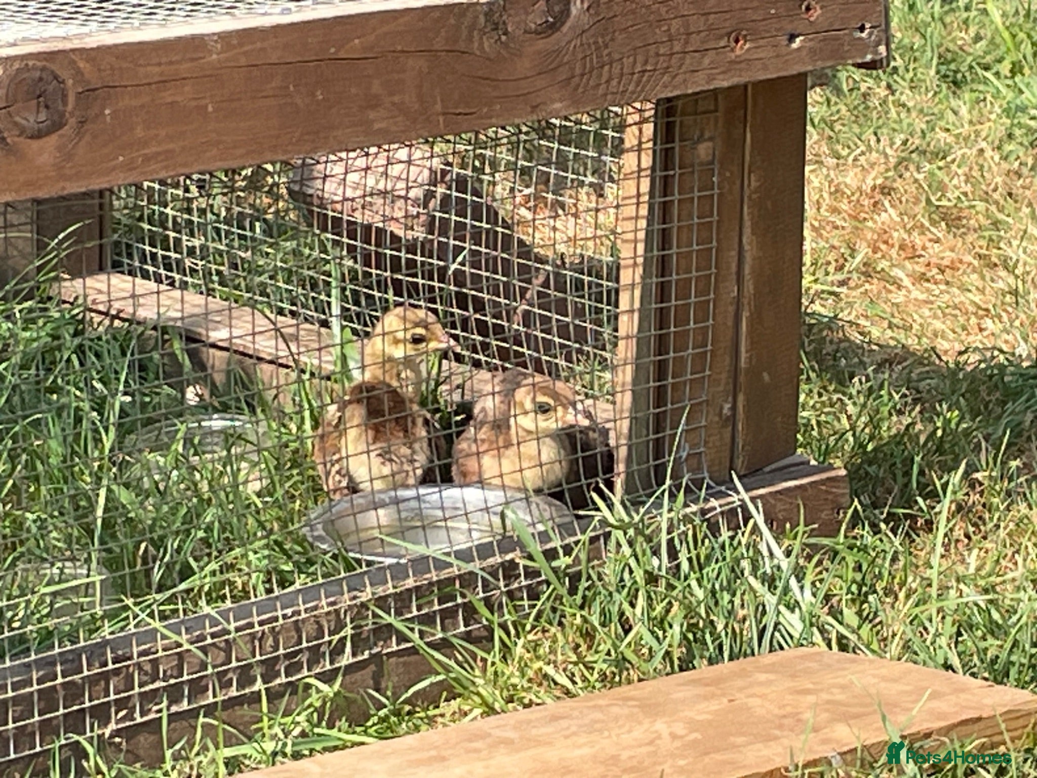 Peafowl poultry 2 Pea Chicks - Advert 1