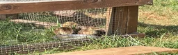 Peafowl poultry for sale: 2 Pea Chicks - Advert 1