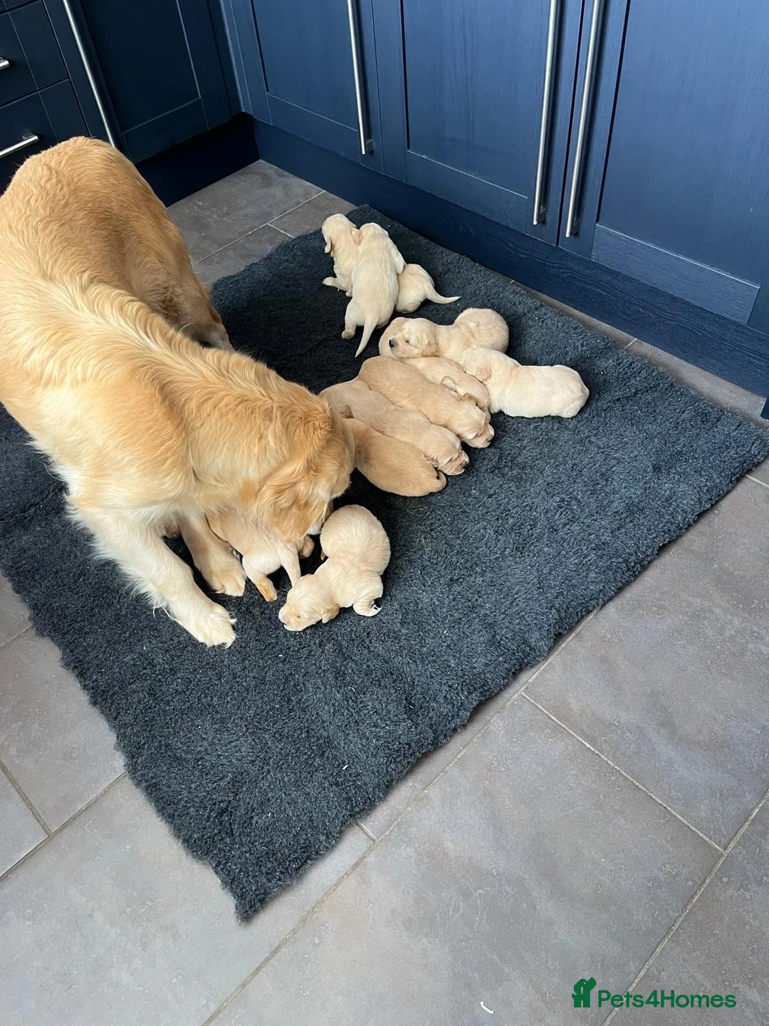 Golden Retriever dogs for sale: Kennel Club Health Tested Golden Retriever Puppies - Advert 19