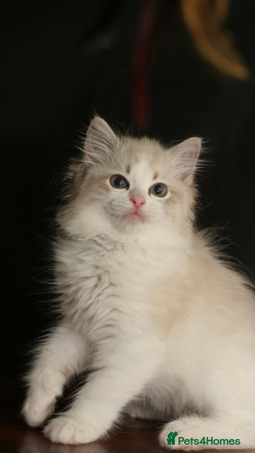 Ragdoll cats for sale: Ragdoll kittens TICA beautiful quality cats  - Image 7