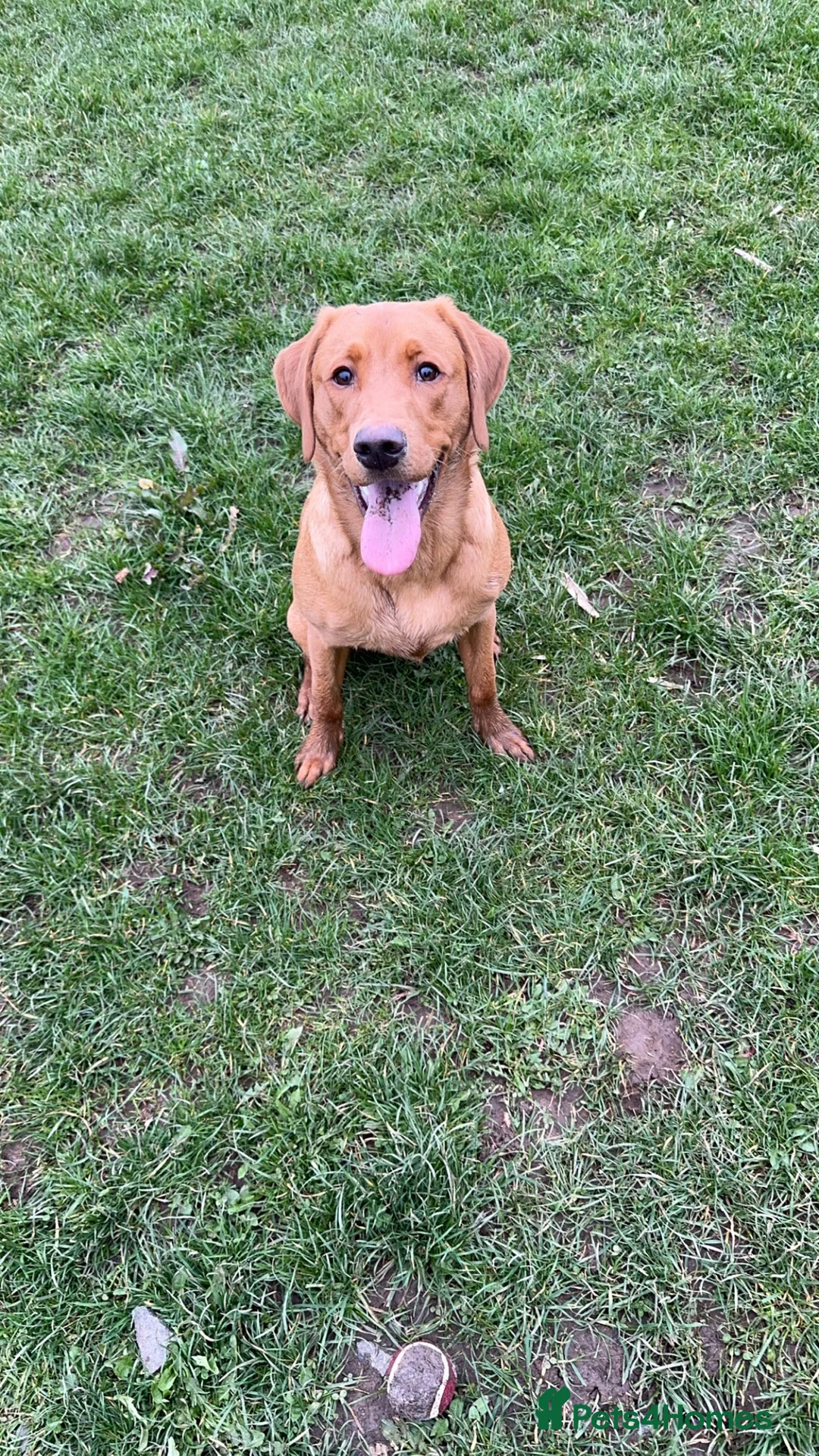 Labrador Retriever dogs for stud: Ronnie  - Advert 10