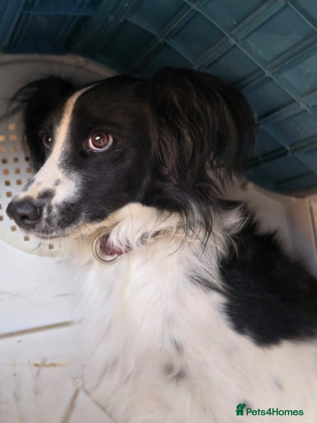 Cocker Spaniel dogs for adoption: Lena! - Image 3