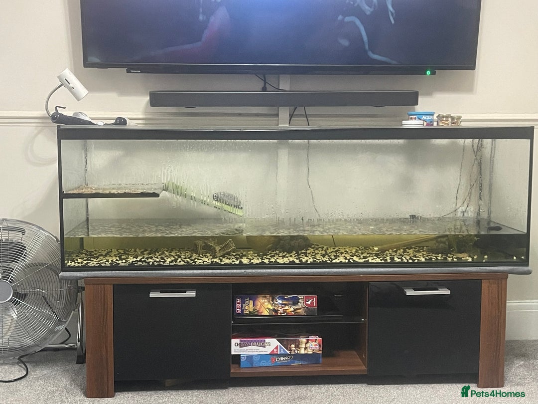 Terrapin reptiles for sale: Musk female turtle  - Image 4
