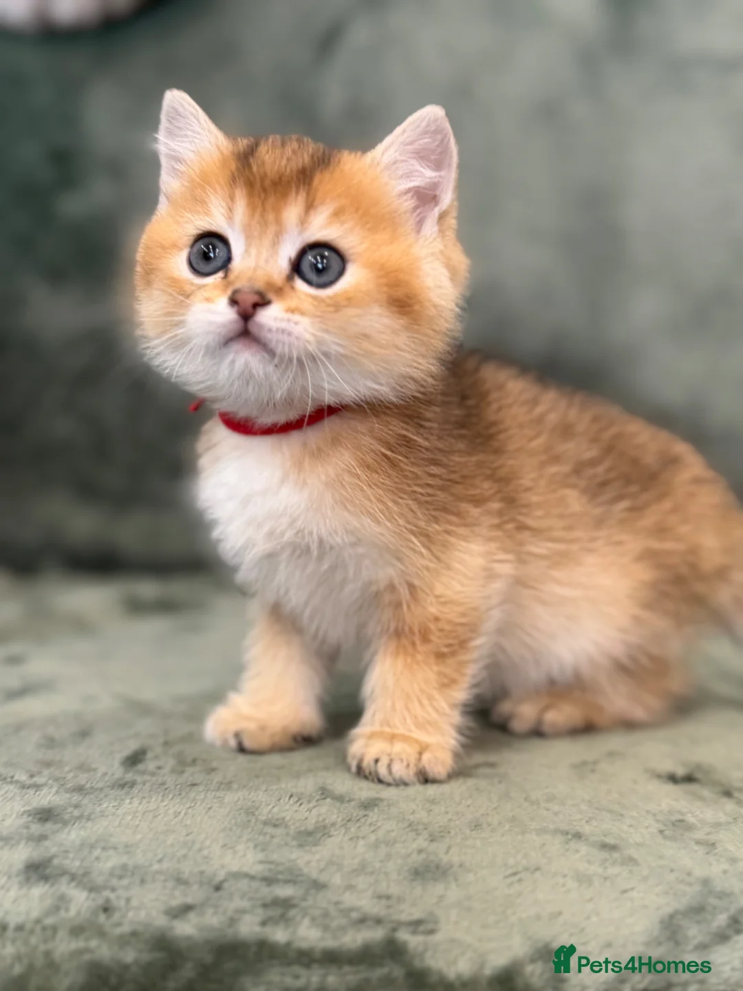 British Shorthair cats for sale: British shorthair chocolate golden Kitens TICA - Advert 2