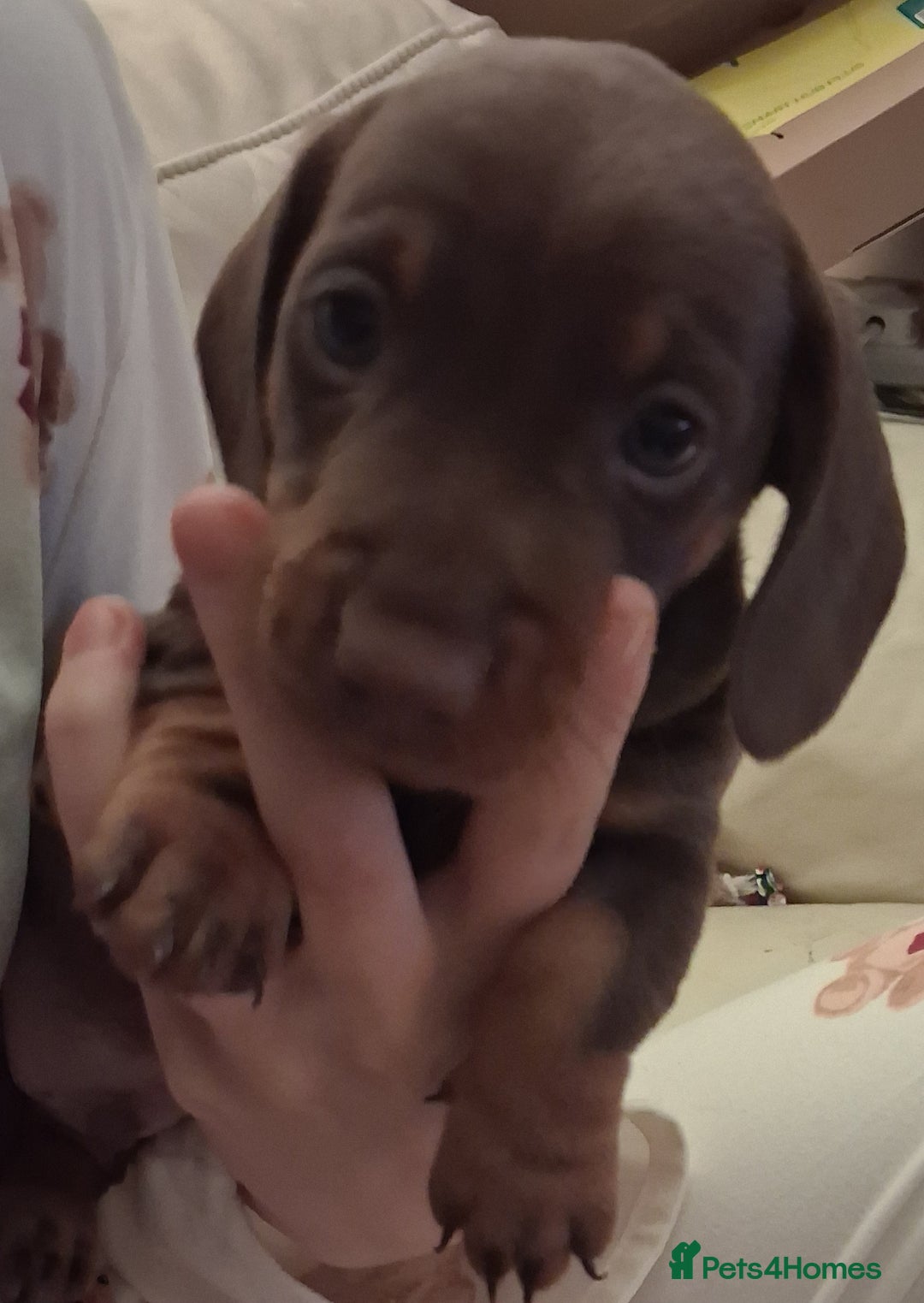 Dachshund dogs for sale: Mini dachshund for sale  - Advert 4