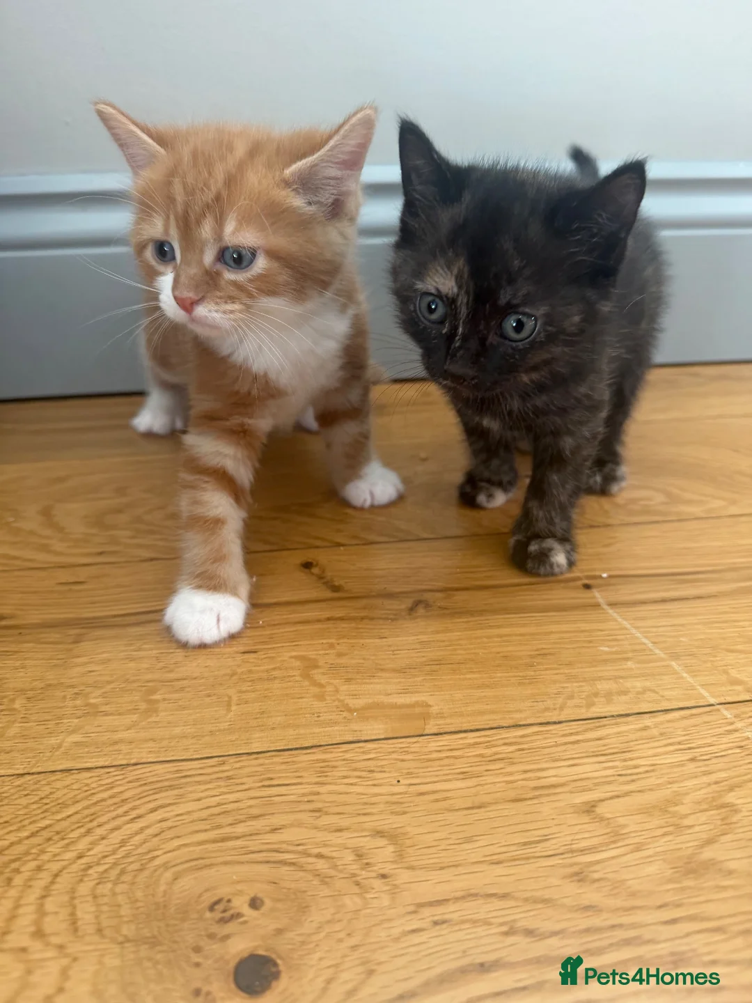 Mixed Breed cats for sale: Stunning female kittens ready soon  in Ilminster - Advert 2