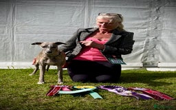 Whippet dogs for sale: Show Quality Blue Brindle KC Registered Whippets - Image 8
