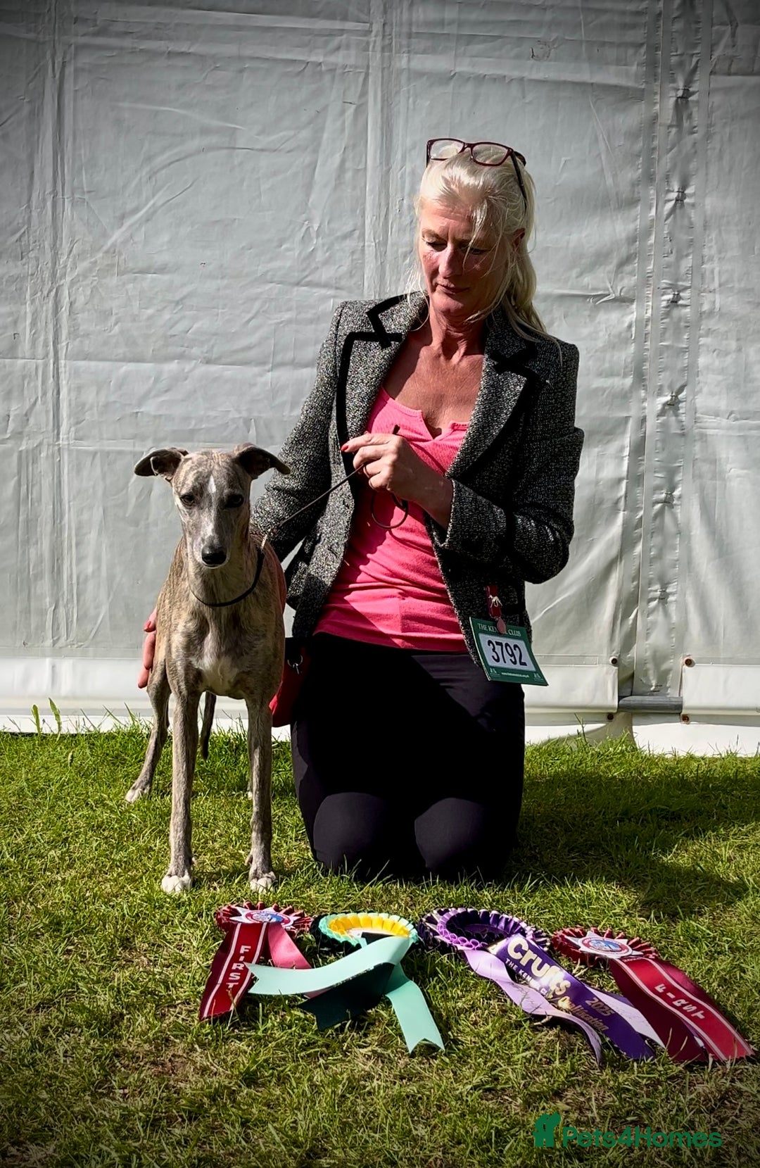 Whippet dogs for sale: Show Quality Blue Brindle KC Registered Whippets - Image 8