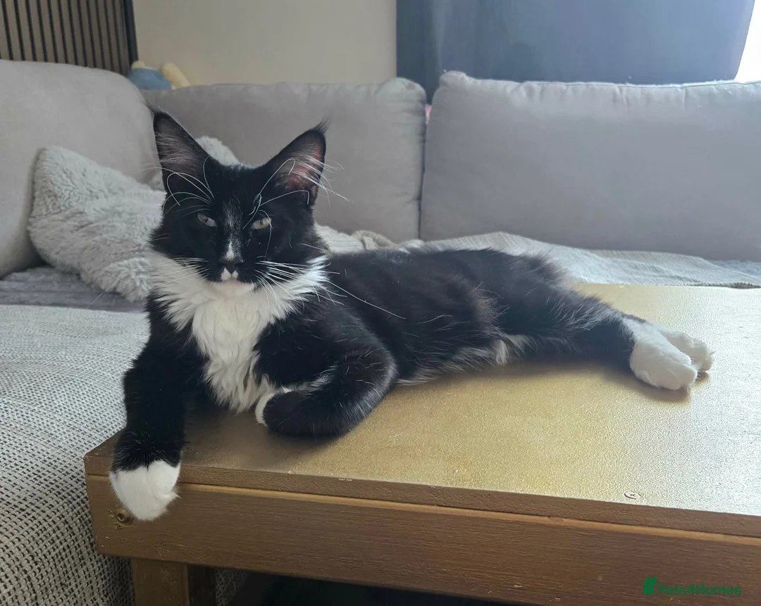 Maine Coon cats for sale: Maine Coon boy looking for forever home.  - Advert 1
