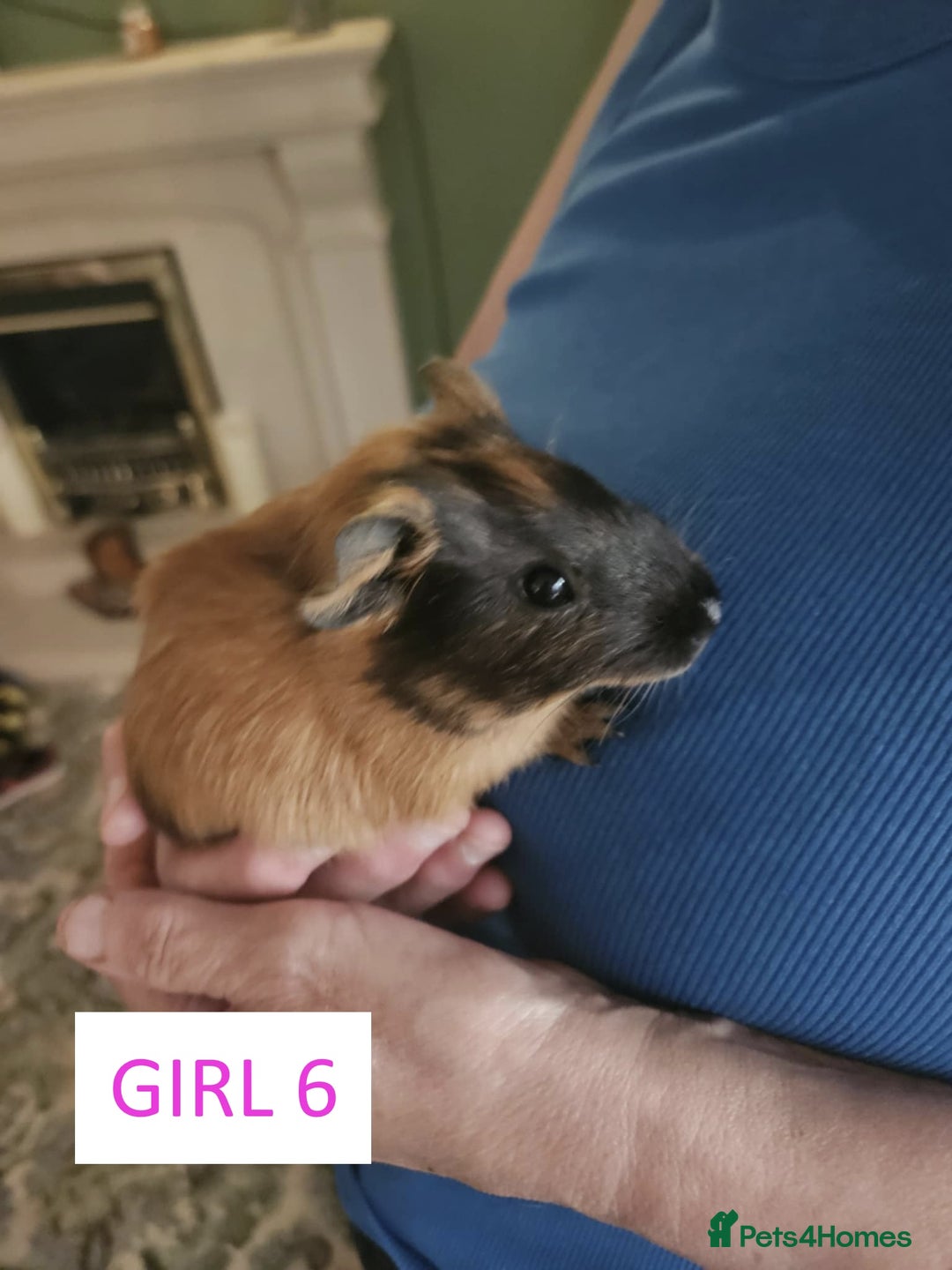 Guinea Pig rodents for sale: Female Guinea Pigs For Sale - Image 11