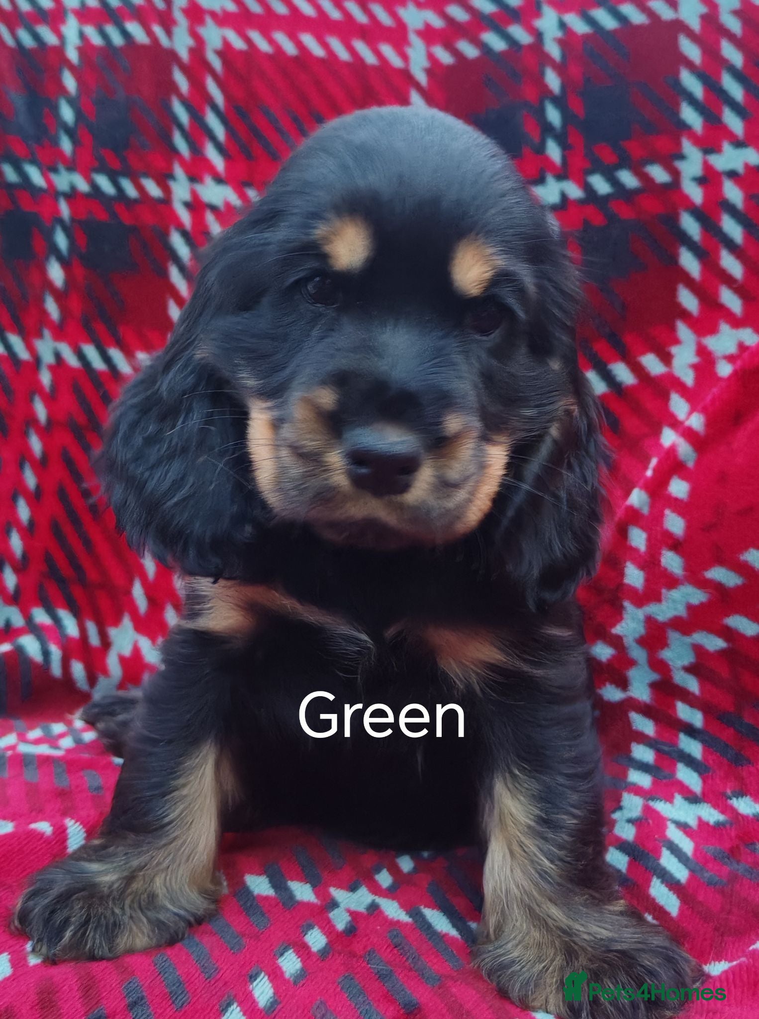 Cocker Spaniel dogs Gorgeous show cocker spaniel puppies  - Advert 4
