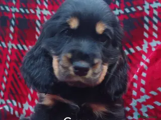 Cocker Spaniel dogs Gorgeous show cocker spaniel puppies - Advert 4