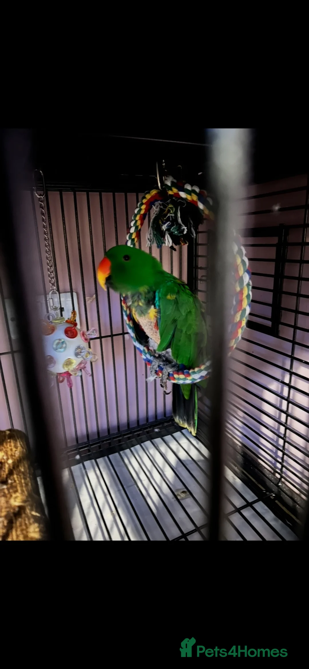 Parrots birds for sale: 2 Eclectus Parrots  in St. Neots - Advert 4