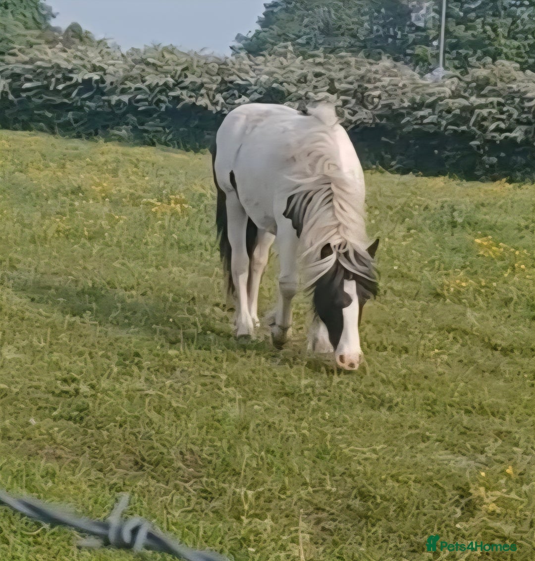 Other Breed horses for sale: Mini cob - Image 3