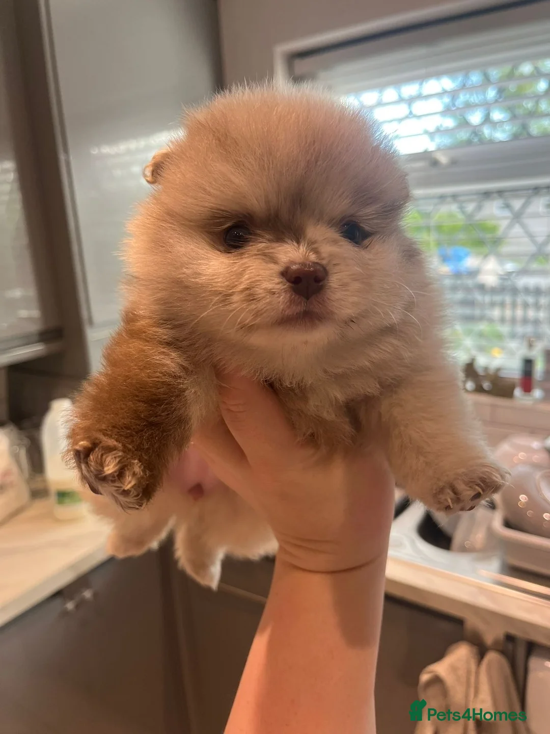 Pomeranian dogs for sale: Merle Pomeranian puppies in Harrogate - Advert 8