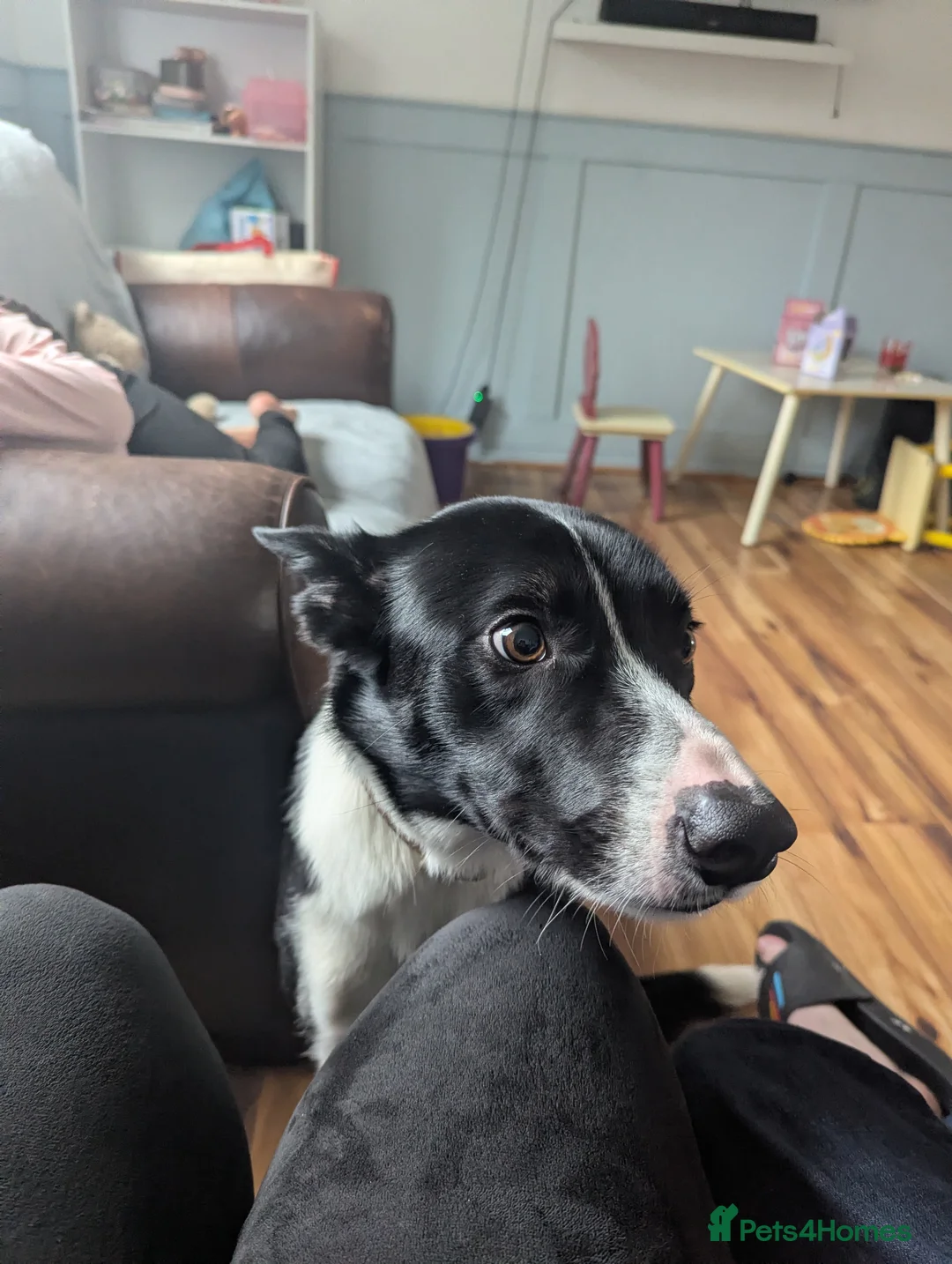 Border Collie dogs for sale: Lovely Welsh Collie Needs A New Home - Advert 2