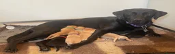 Labrador Retriever dogs for sale: Adorable KC registered Labrador puppies  - Advert 18